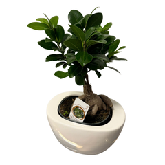 Ficus Ginseng – Bonsai H40 cm