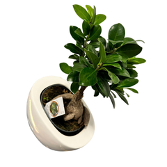 Ficus Ginseng – Bonsai H40 cm