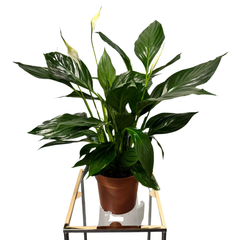 Spathiphyllum – Crinul păcii H60 cm