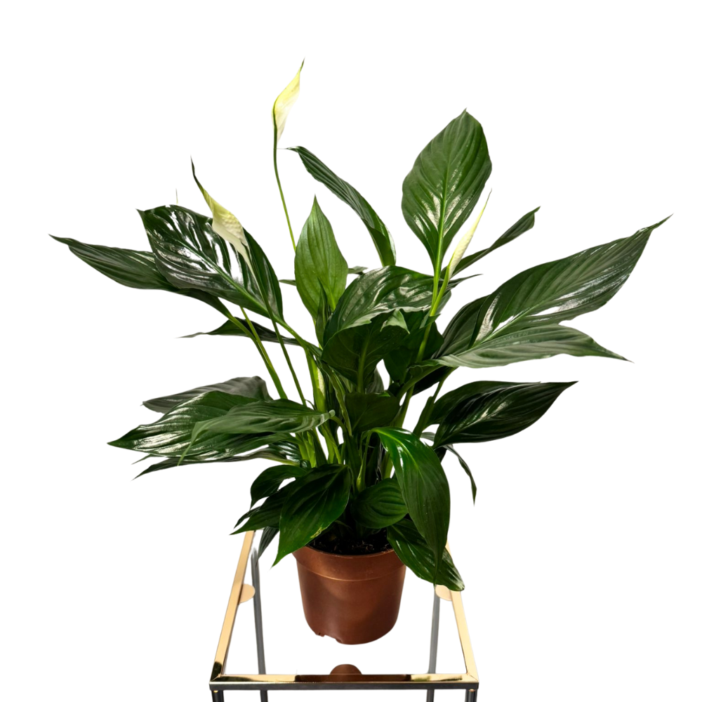 Spathiphyllum – Crinul păcii H60 cm