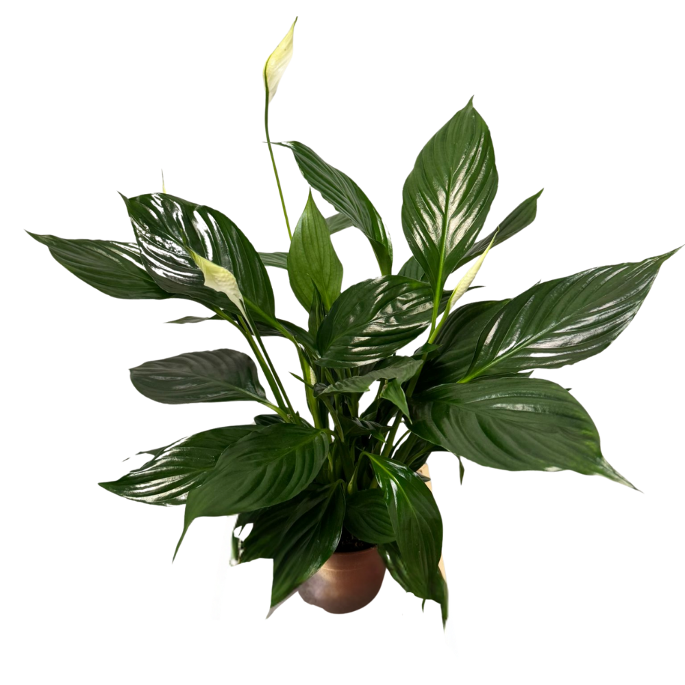 Spathiphyllum – Crinul păcii H60 cm