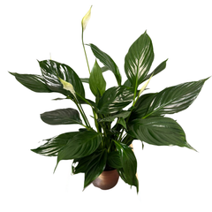 Spathiphyllum – Crinul păcii H60 cm
