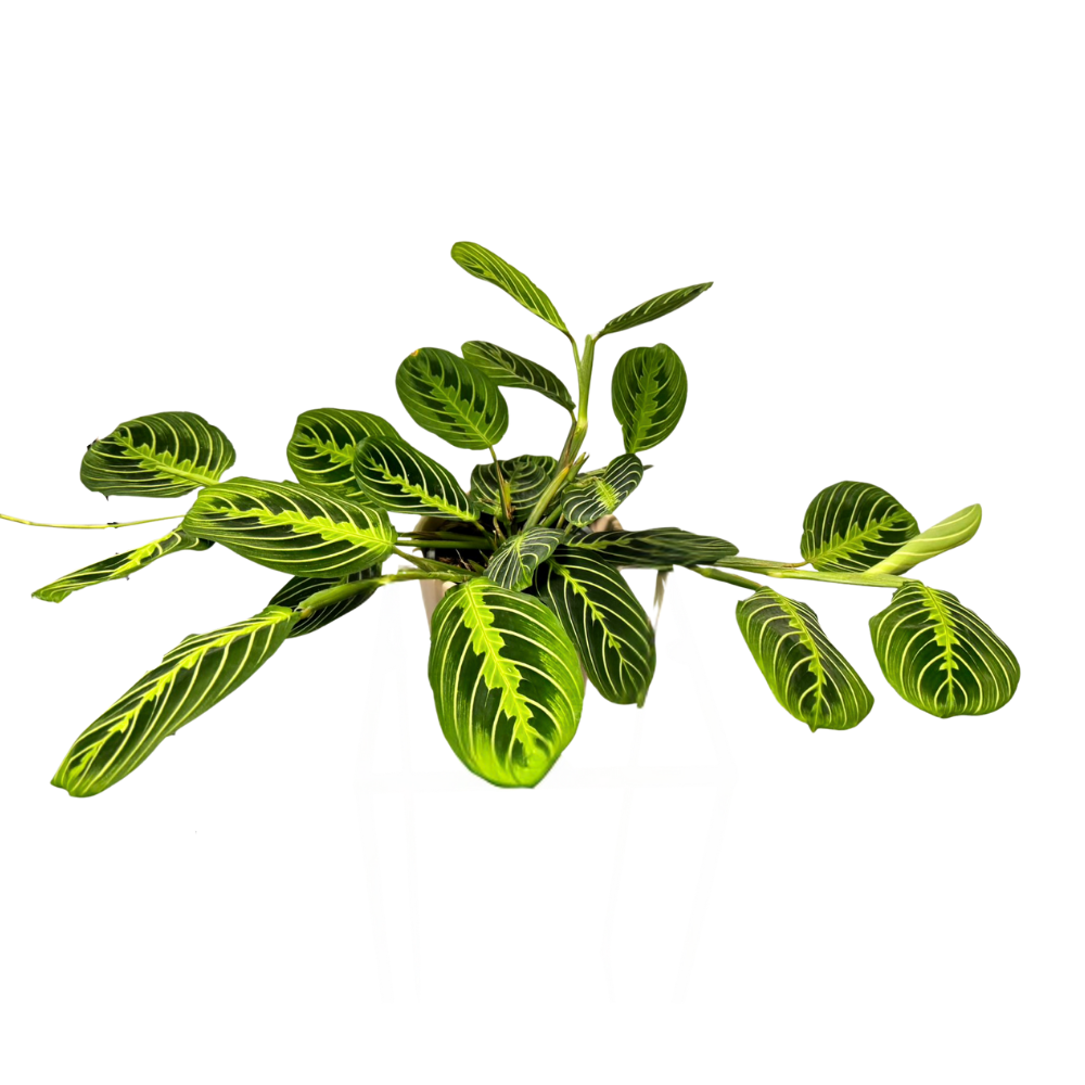 Spathiphyllum – Peace Lily