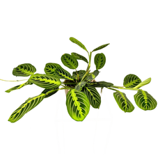 Spathiphyllum – Peace Lily