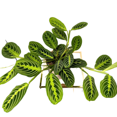 Spathiphyllum – Peace Lily
