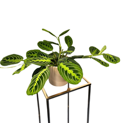 Spathiphyllum – Peace Lily