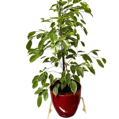 Spathiphyllum – Peace Lily