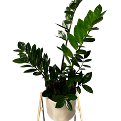 Spathiphyllum – Peace Lily