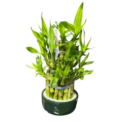 Lucky bamboo in vas ceramic