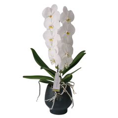 Orhidee Phalaenopsis Formidablo albă în ghiveci ceramic