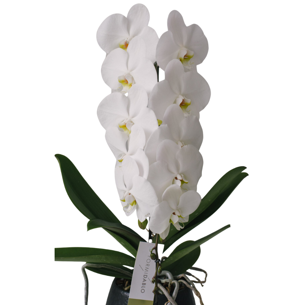 Orhidee Phalaenopsis Formidablo albă în ghiveci ceramic