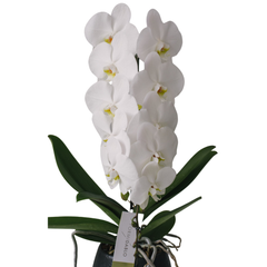 Orhidee Phalaenopsis Formidablo albă în ghiveci ceramic