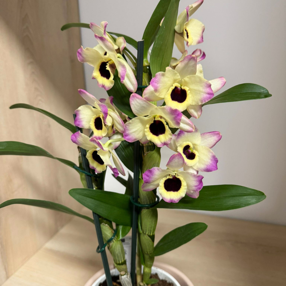 Orhidee Dendrobium