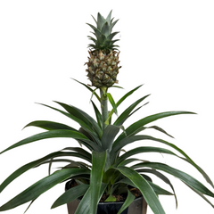 Spathiphyllum – Peace Lily