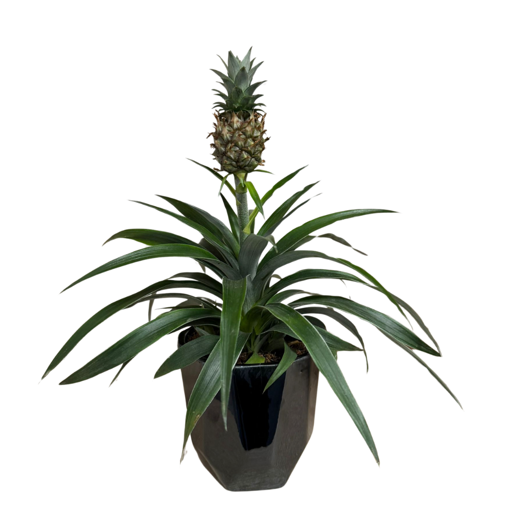 Spathiphyllum – Peace Lily