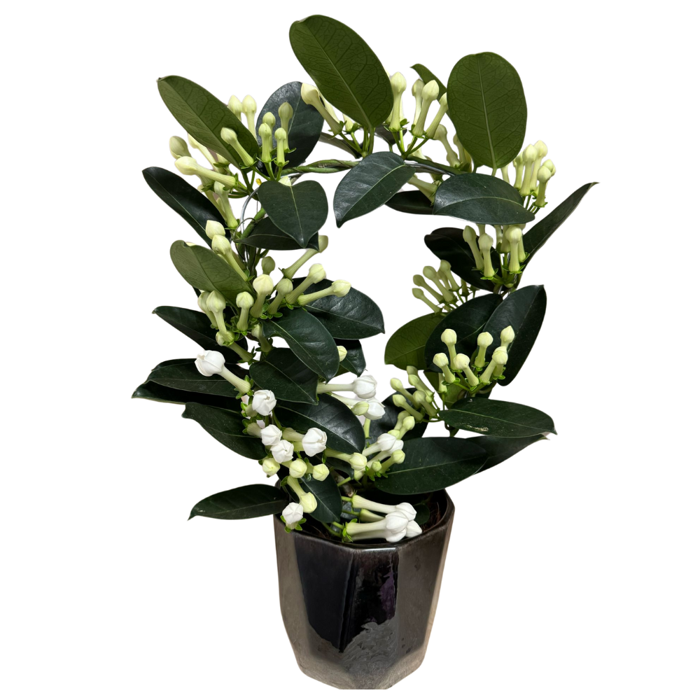 Stephanotis in ceramic pot