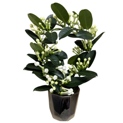 Stephanotis in ceramic pot