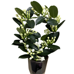 Stephanotis in ceramic pot