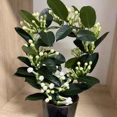 Stephanotis in ceramic pot