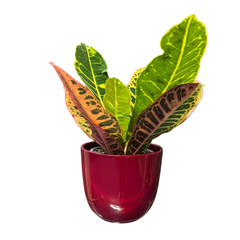 Croton Codiaeum Variegatum Petra 35 cm