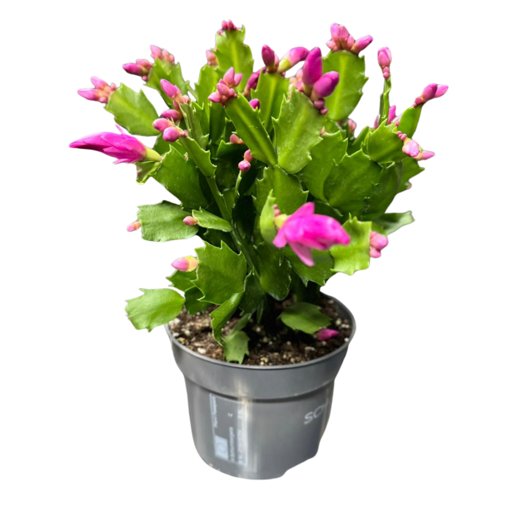 Craciunita Schlumbergera - cactusul care infloreste de Craciun H30
