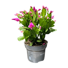 Craciunita Schlumbergera - cactusul care infloreste de Craciun H30