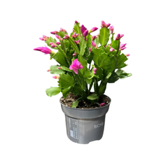 Craciunita Schlumbergera - cactusul care infloreste de Craciun H30
